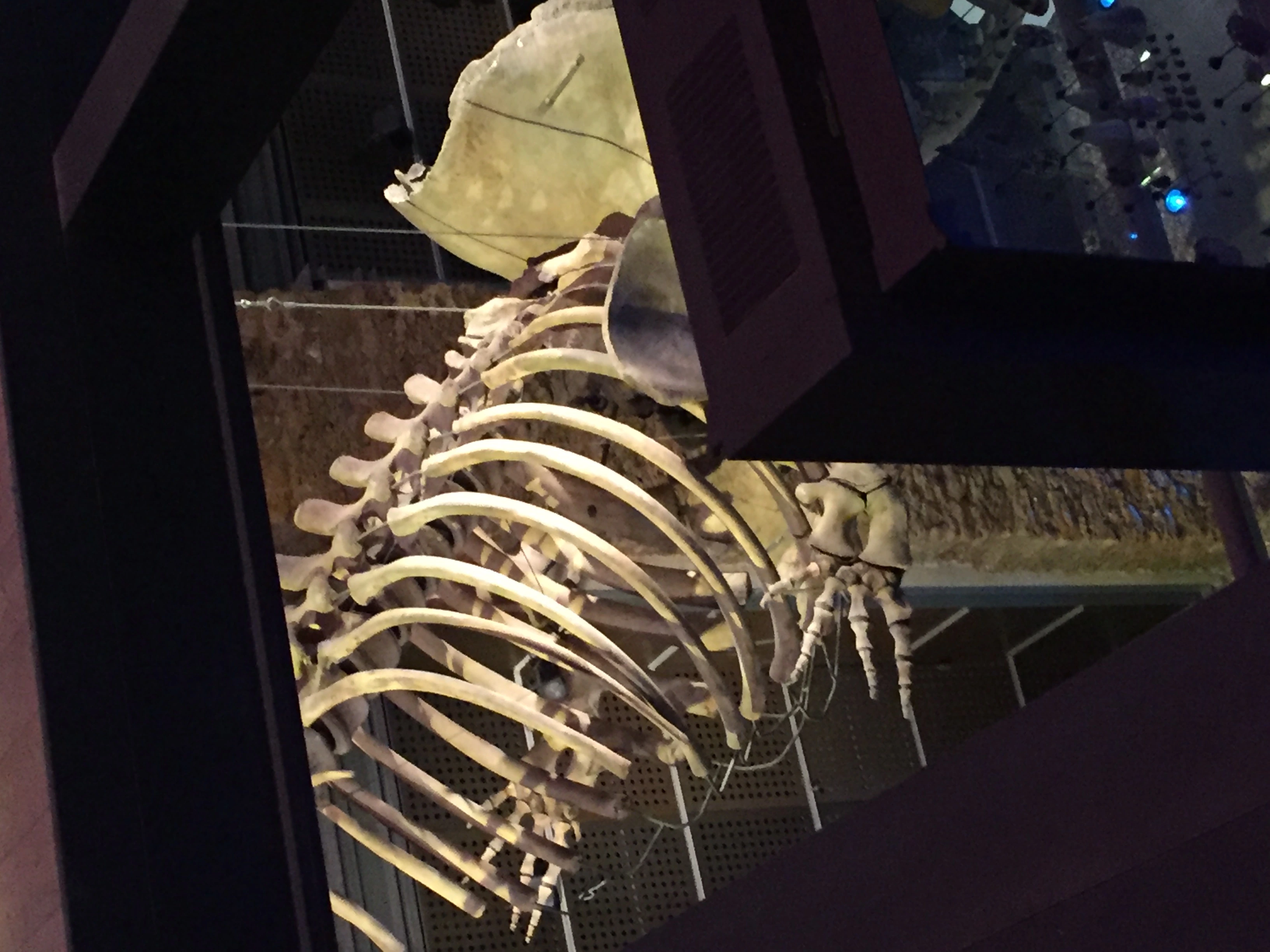 Natural History Museum